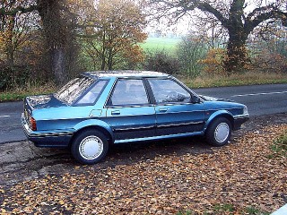 Looking good amongst the Autumn leaves (it's Winter - why are they still here?)